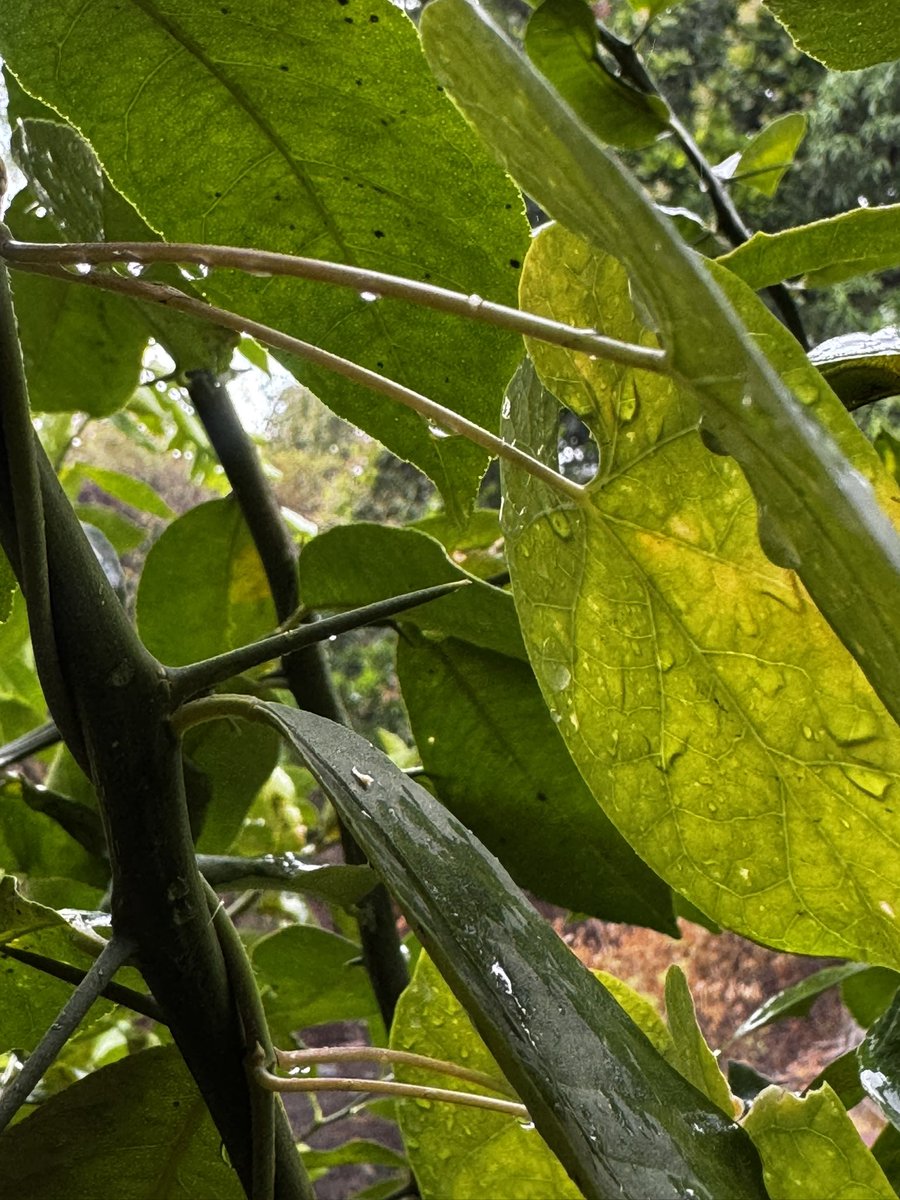 PKOSO87's tweet photo. Hoy Guanacaste amaneció lloviendo 🌧️🌴
(por lo menos donde yo vivo 😅)

El calor se calmó, el cielo se puso gris
y todo se siente más lento… más tranquilo.

Hasta la lluvia aquí cae con sabor a paz. https://t.co/nYZ5VH13XS