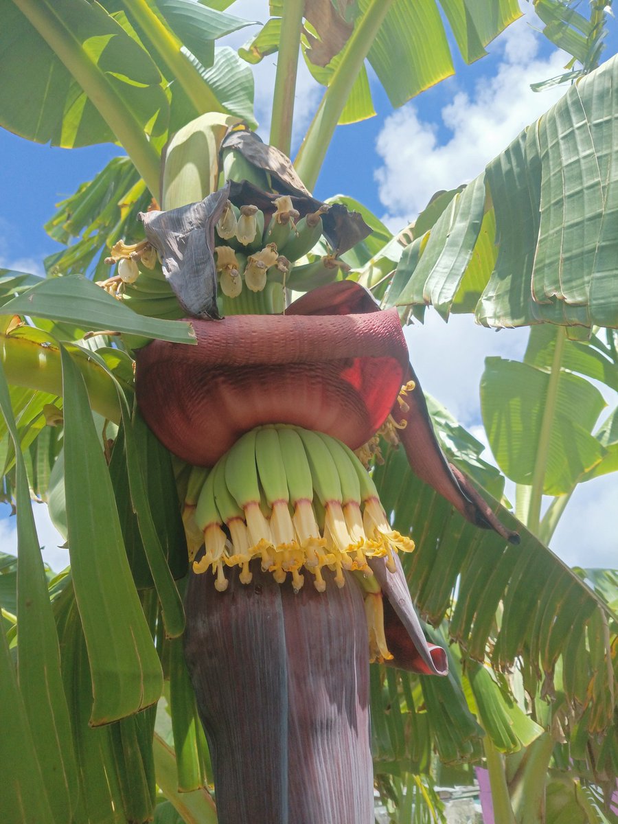 chrihssy🇬🇾 tweet media