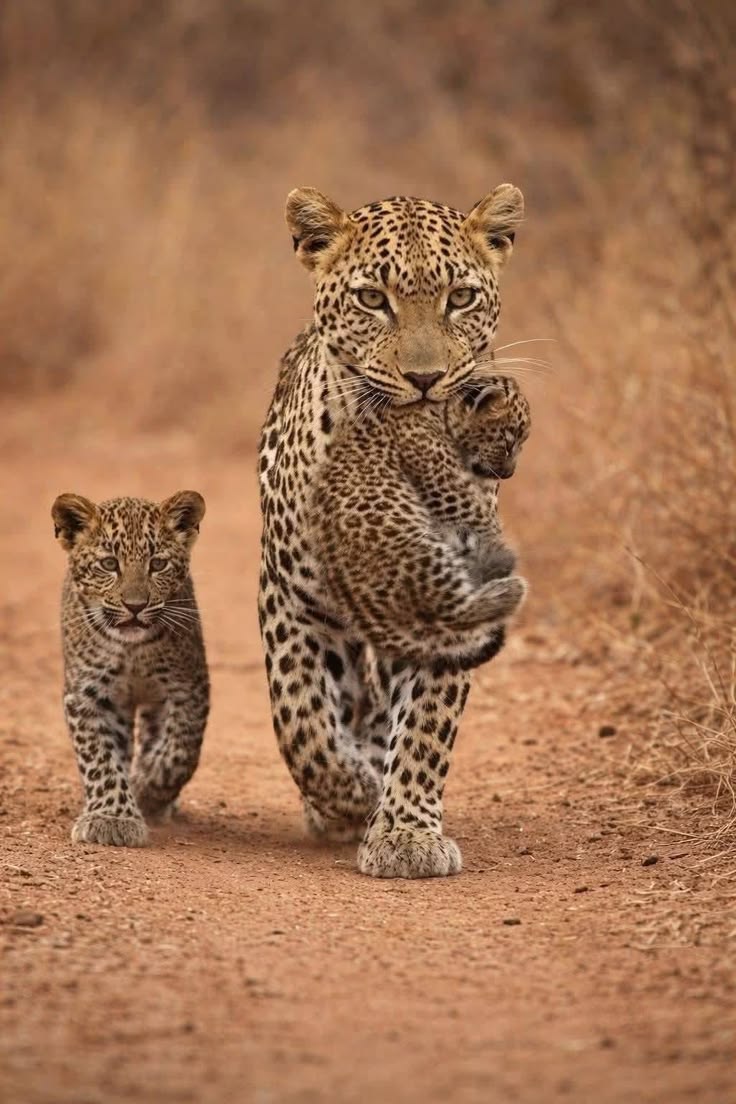 vivaneil tweet media