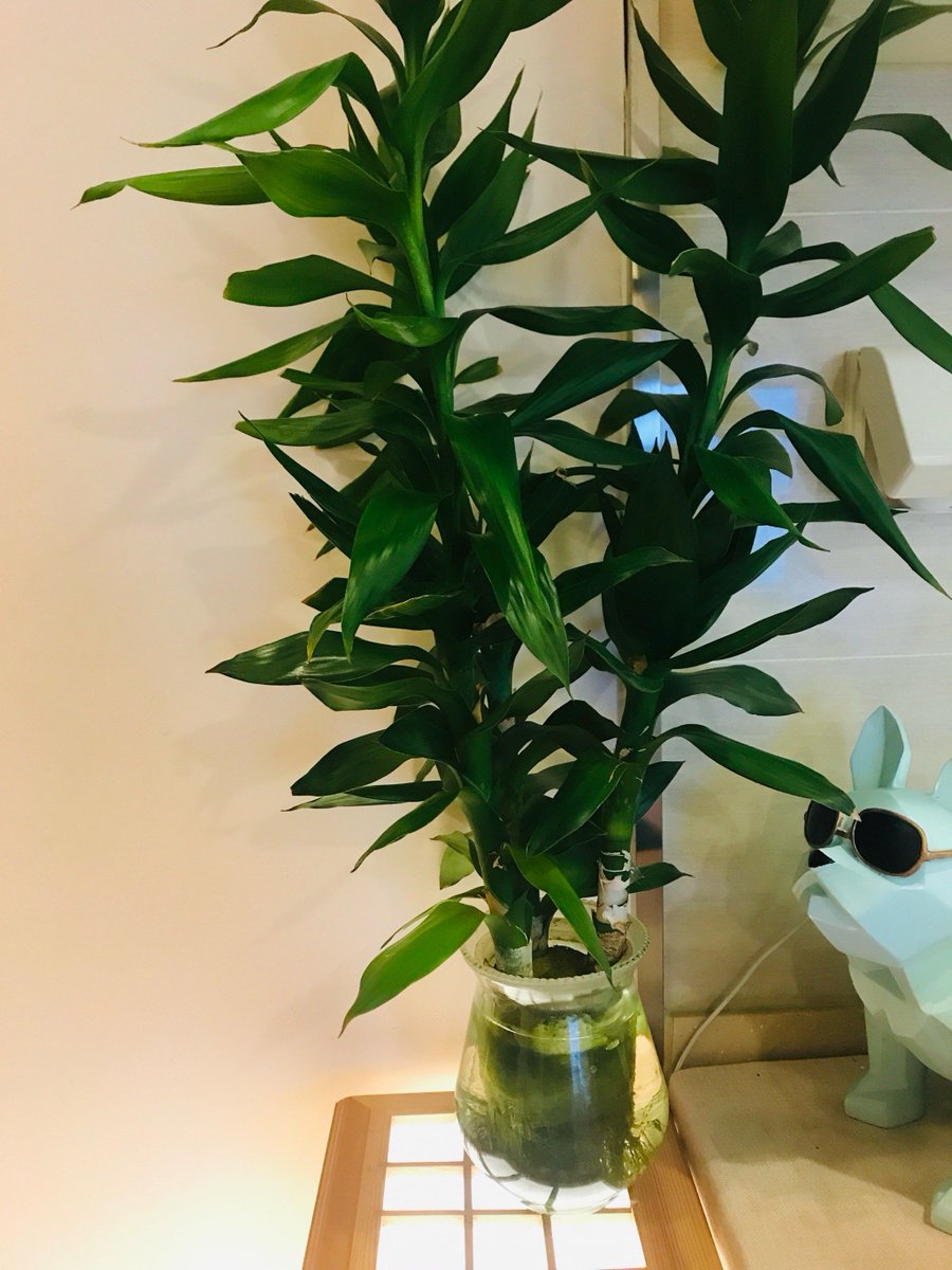 neil york tweet media