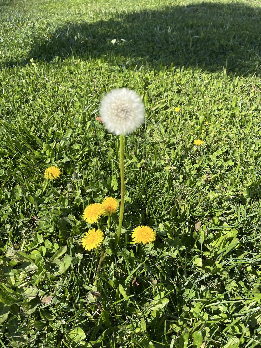 nazmi saz tweet media