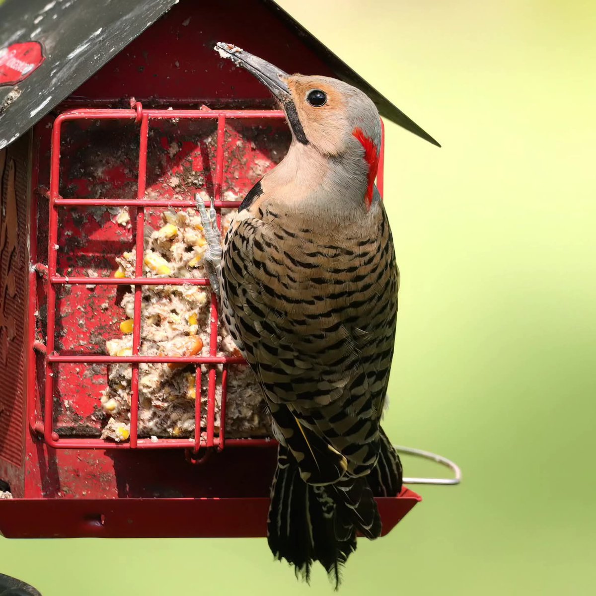 Happy Friday from this handsome flicker...
#handsomeflicker #flickers #yellowshaftednorthernflicker #flicker #northernflickers