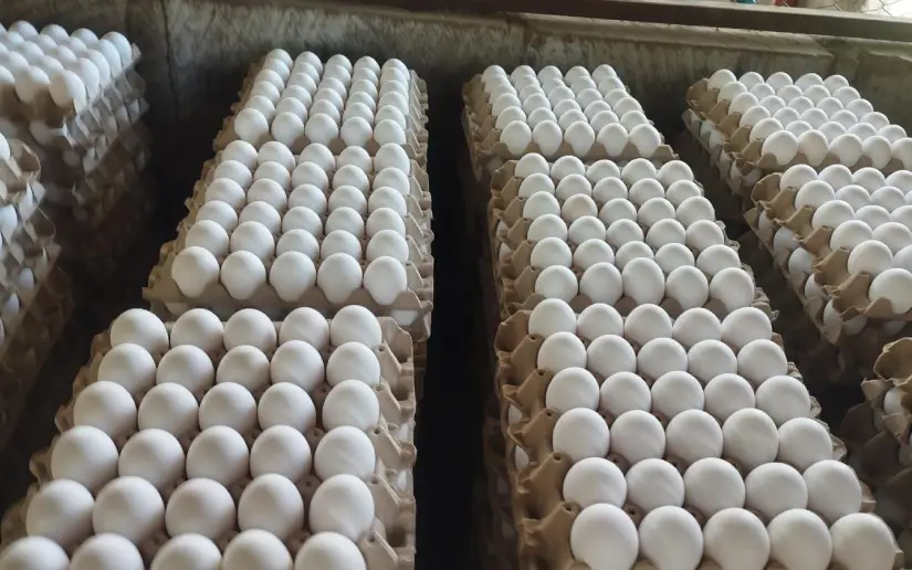 Desde #ManaguaSandinista Ministerio Agropecuario reporta 9.6 millones de cajillas de huevo a marzo 2026 producidas en granjas y finca a nivel nacional. Esta producción garantizó el abastecimiento de los mercados para el consumo de las familias.
#MásyMásVictorias #VivaSandino