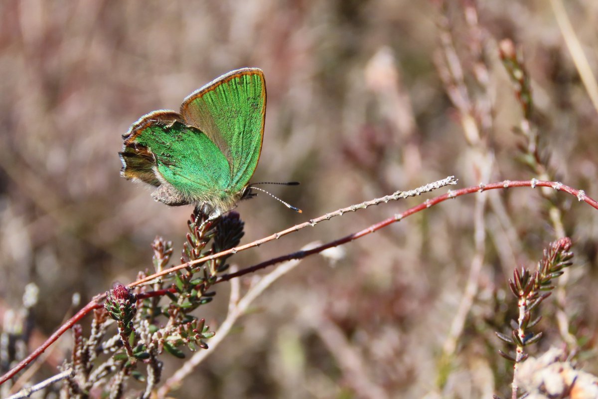 donnarainey4's tweet image. The Green hairstreak butterflies are now on the wing in the local bogs. #wetlands