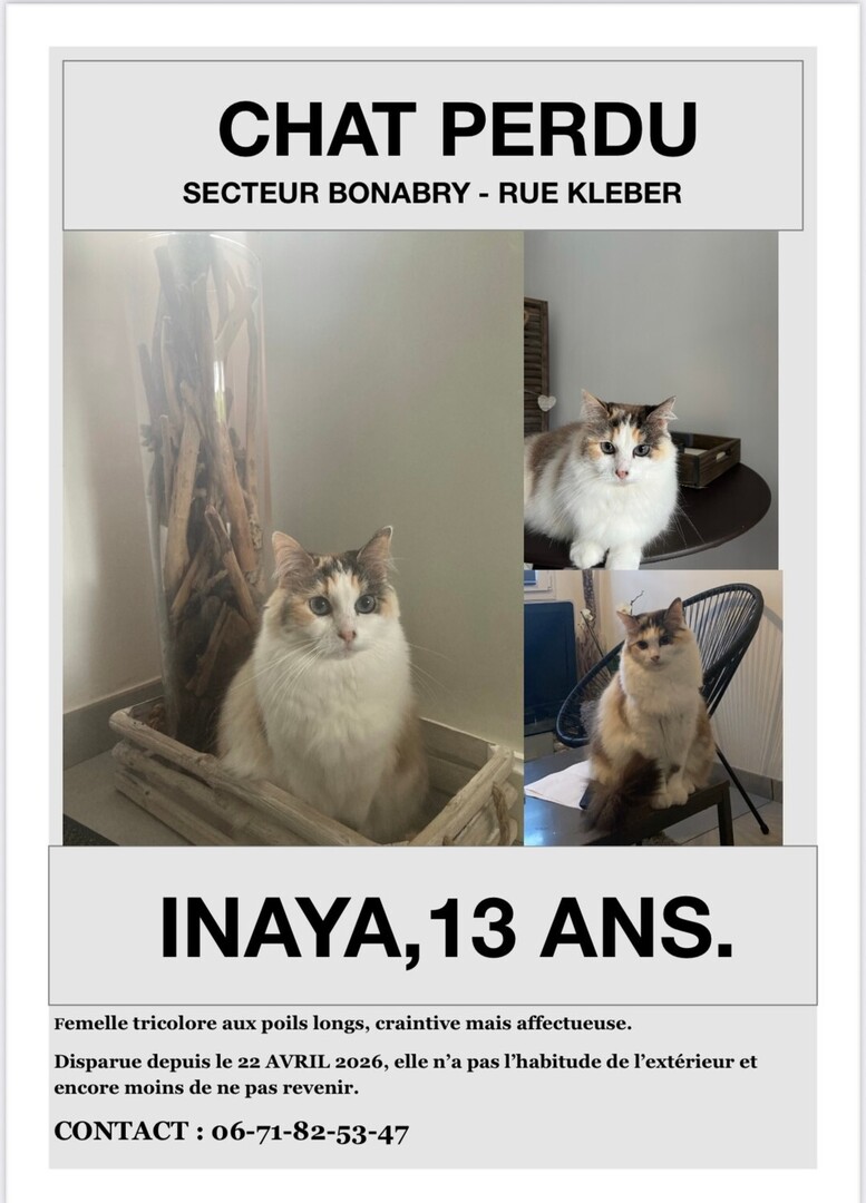 🟠 🐱 Chat perdu le 21/04/2026 à Fougères (35300).
Race : Européen / Âge : 13 an(s)
Inaya / Femelle / Identifié(e) : Non

☎️ 0671825347
📧  lola_verger35@outlook.fr

#chatperdu #chattrouve #chat #perdu #trouve