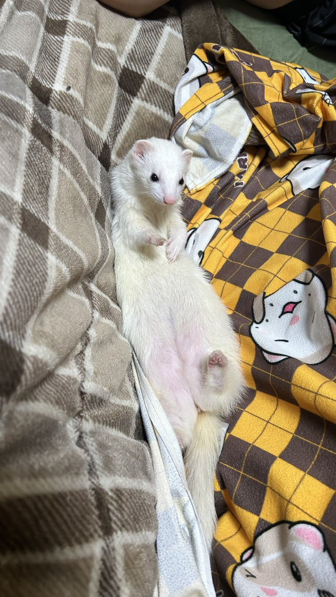 M&AwithU✦マロンママ✦ tweet media