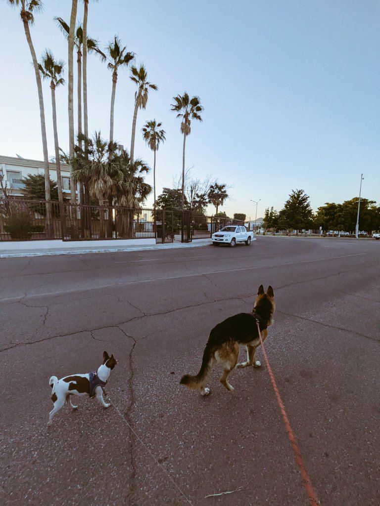 PatriciaFelo's tweet image. “Caminata cumplida. Mika defendiendo, Darwin firme y yo al 100 🐕‍🦺💪🐾
#DogLife #Perros #Caminata #Rutina #Actitud #VidaActiva #PetLovers #Disciplina #BuenosDias