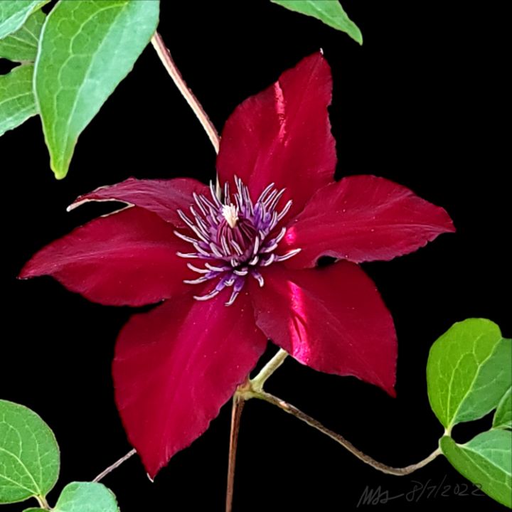 buzzwaxx's tweet photo. Art of the Day! "Red Clematis". Buy at: https://t.co/8vlHOwWnpU https://t.co/Mj5JvFxugT