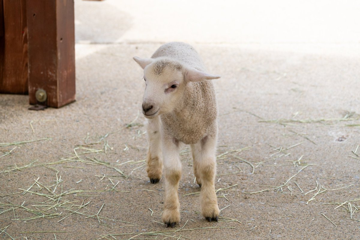 豆目(まめめ) tweet media