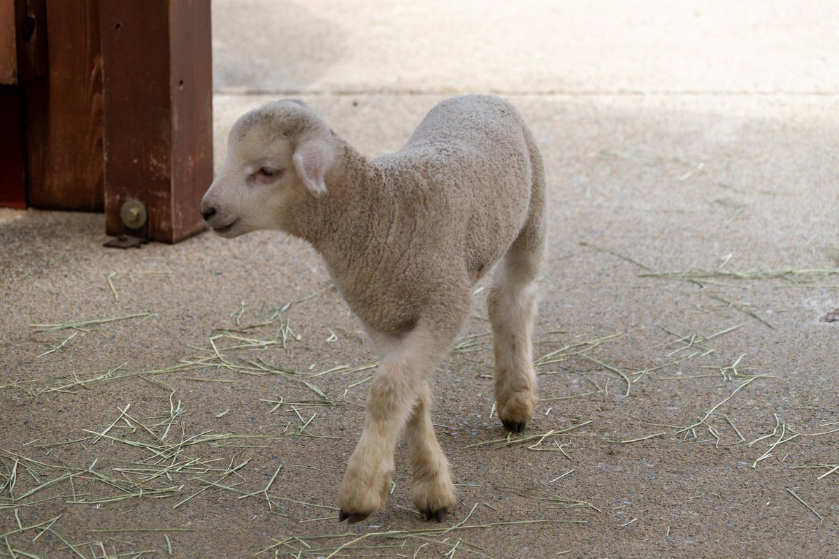 豆目(まめめ) tweet media