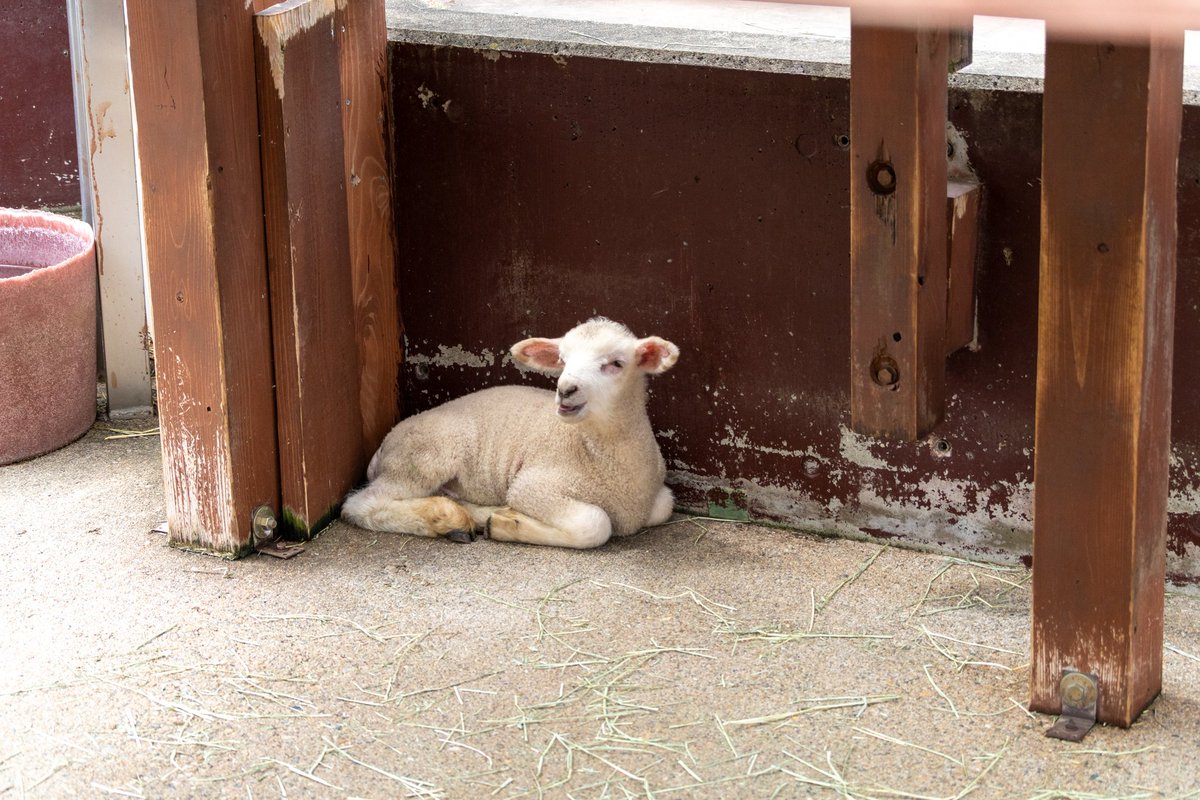 豆目(まめめ) tweet media