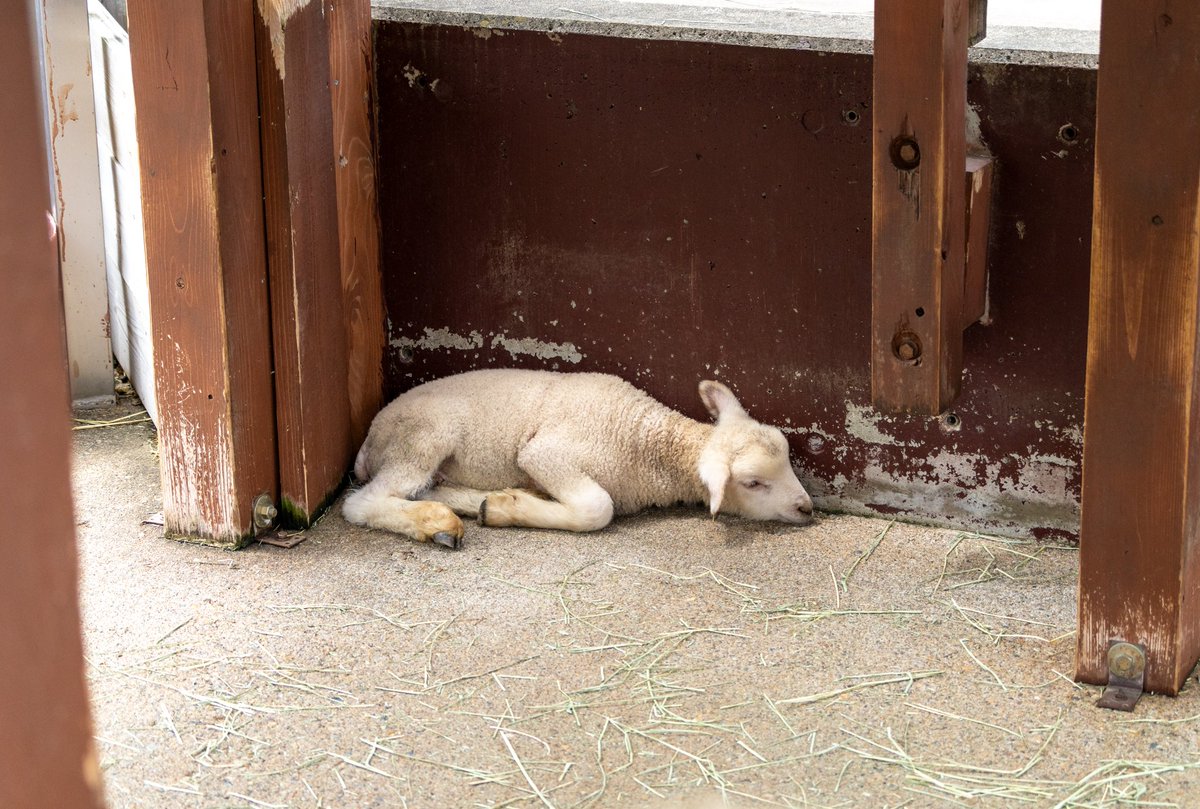 豆目(まめめ) tweet media