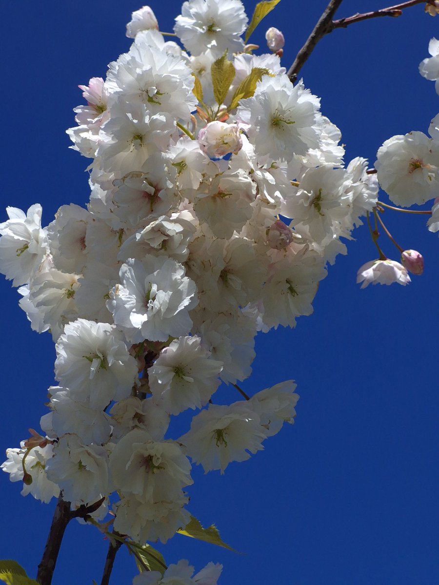 eva_joy1's tweet image. Happy #FlowersOnFriday