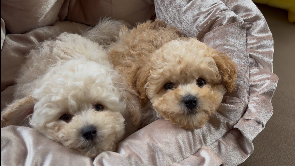 るちくれ tweet media