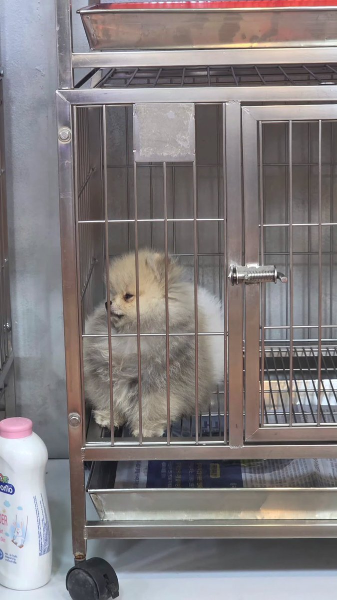 𝐓𝐫𝐞𝐧𝐝𝐟𝐨𝐫𝐏𝐈𝐍𝐆 tweet media