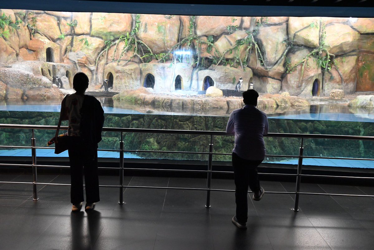 GujScienceCity's tweet image. જ્યાં પાણીમાં છુપાયેલું છે અજાયબીઓનું વિશ્વ! સાયન્સ સિટીની Aquatic Galleryમાં દરેક ક્ષણ બને છે નવી શોધ. રંગીન માછલીઓ અને અદ્ભુત જલચર જીવન સાથે અનુભવો સમુદ્રી દુનિયાનું જીવંત સૌંદર્ય. #UnderwaterWorld #AquaticExperience #ScienceForAll #GujaratScienceCity @PMOIndia @CMOGuj