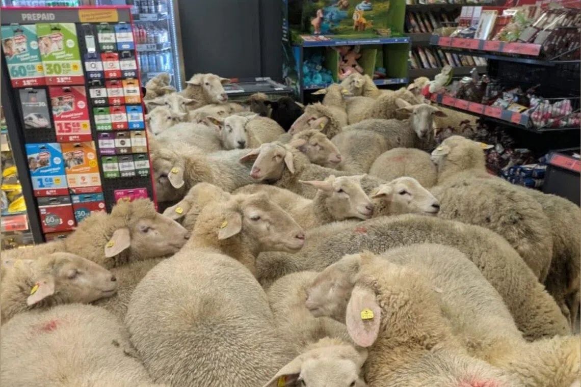 TitleInsRep's tweet image. 50 sheep go on baa zarre adventure through german supermarket before ewe turning and leaving #titleinsurance  #realestate straitstimes.com/world/europe/5…