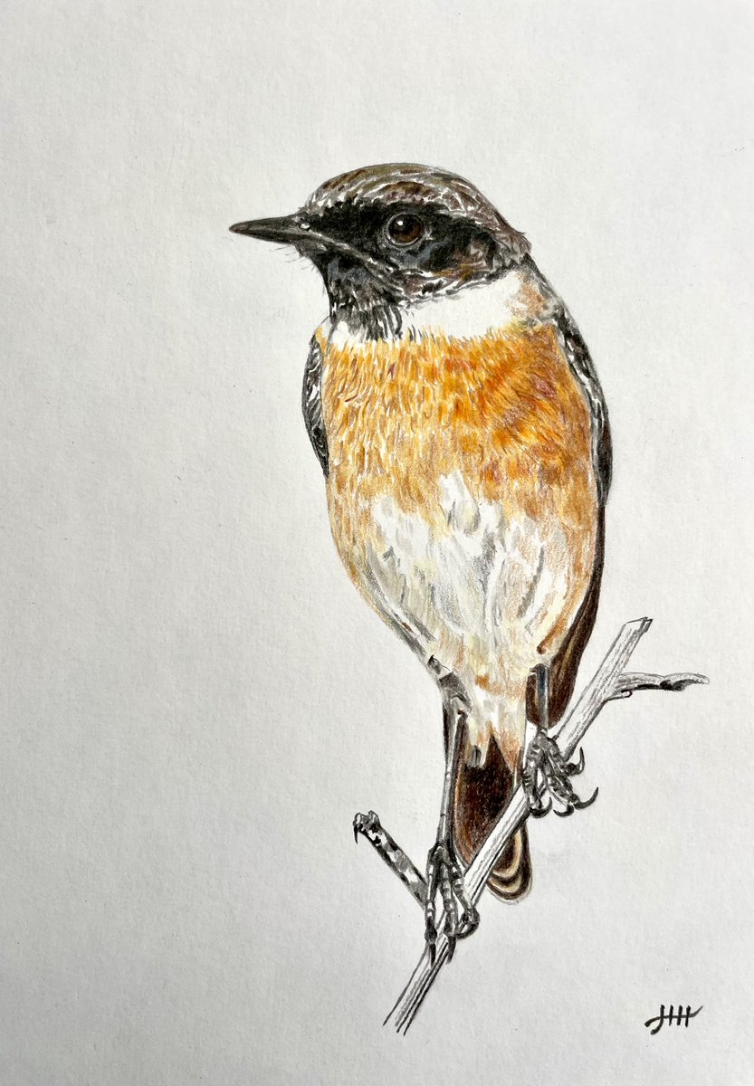 hh_painting's tweet image. Done ✍️ This is my new drawing of a European stonechat #bird #birds #stonechat #drawing #colouredpencils #art