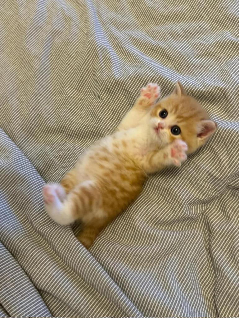 Cat 🐈 tweet media