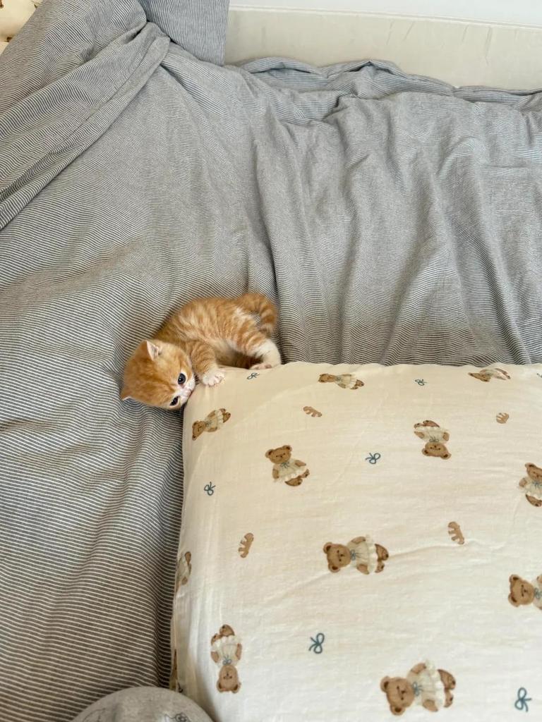 Cat 🐈 tweet media