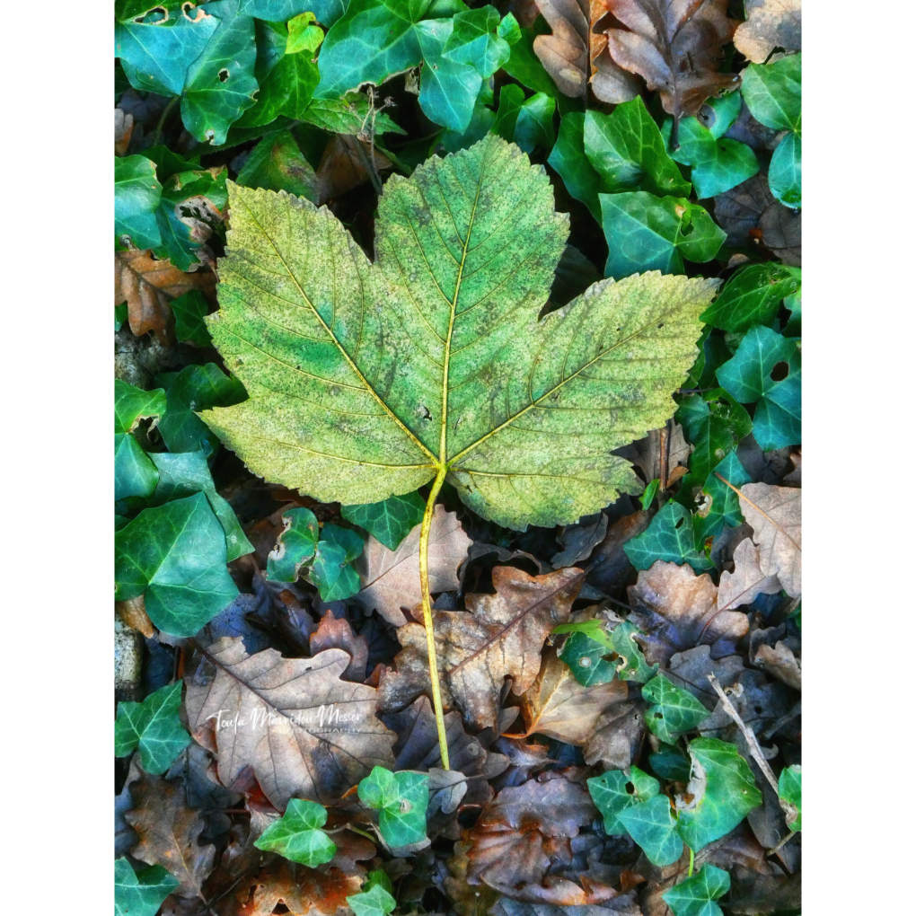 A_ZofWonderment's tweet image. Today, we are putting a spotlight on the colour GREEN.
 
Share away, my friends!  

#Green #nature #wildlife #photographychallenge