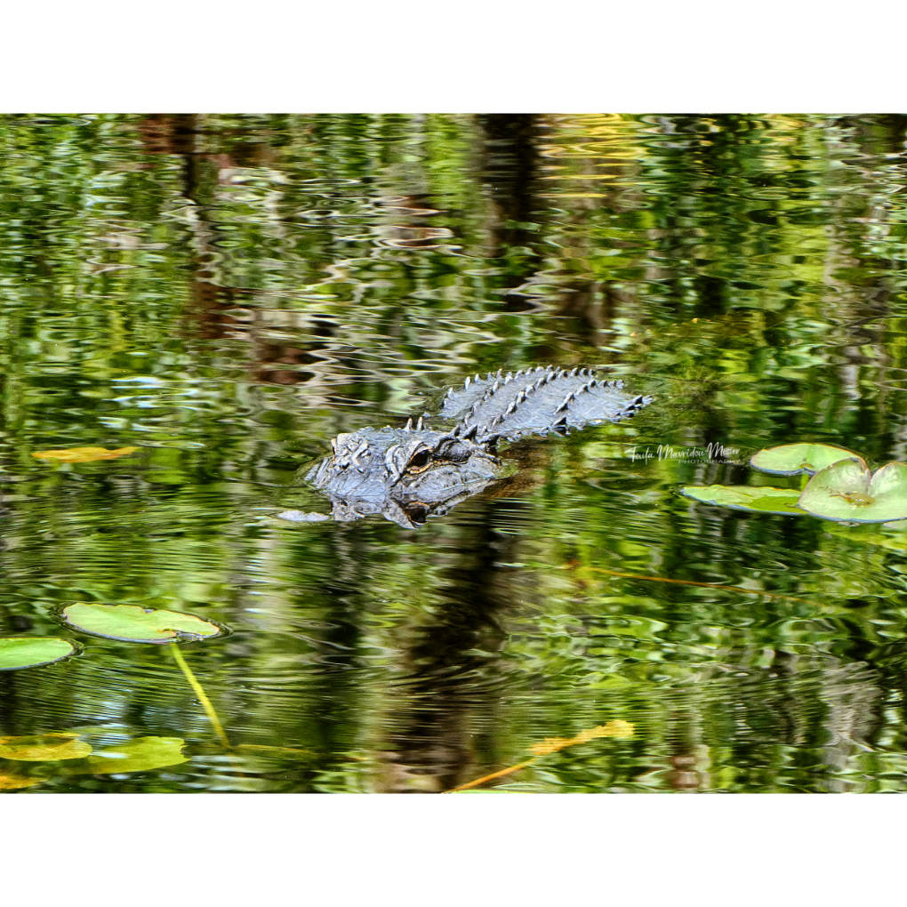 A_ZofWonderment's tweet image. Today, we are putting a spotlight on the colour GREEN.
 
Share away, my friends!  

#Green #nature #wildlife #photographychallenge