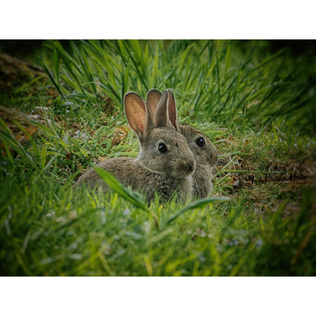 A_ZofWonderment's tweet image. Today, we are putting a spotlight on the colour GREEN.
 
Share away, my friends!  

#Green #nature #wildlife #photographychallenge
