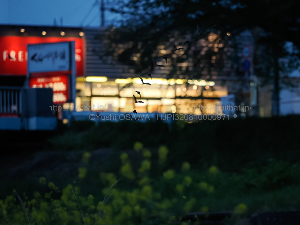 BAT_Yushi_Osawa's tweet image. お店の明かりの前を横切るアブラコウモリPipistrellus abramus。比較動合成　#コウモリ #Chiroptera #bats