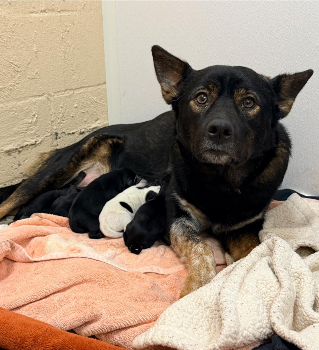 Pennsylvania SPCA tweet media