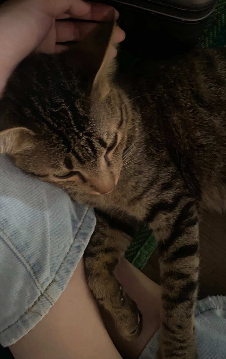 แมวเพื่อน                            แมวผม