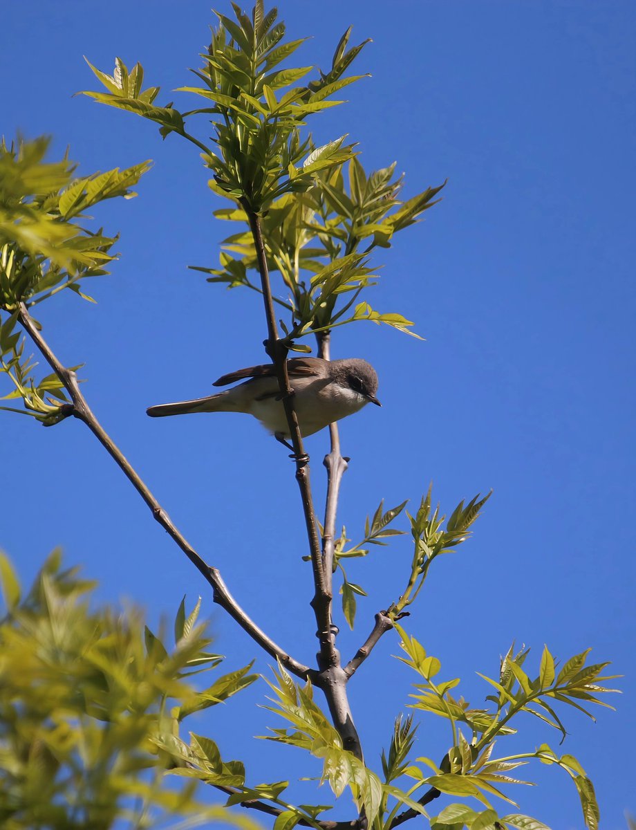 wildlife nick tweet media