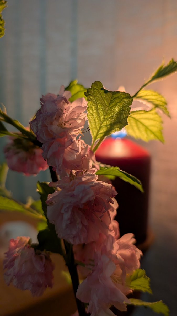 відламана невідомим гілочка Луїзеанії, яку я знайшла по дорозі з роботи на районі, дожила свої останні дві в нашій компанії, потішила нас своєю красою