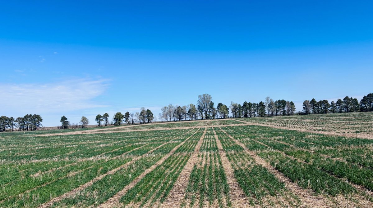 WheatInnovation's tweet photo. Winter wheat trials north of Brookings have come out well from winter.
Fertilized today. Look in good shape! @SDState @wheatsd π€β€οΈπΎ #NoTillWorks #TeamWheat https://t.co/VgfQxcw9Vl