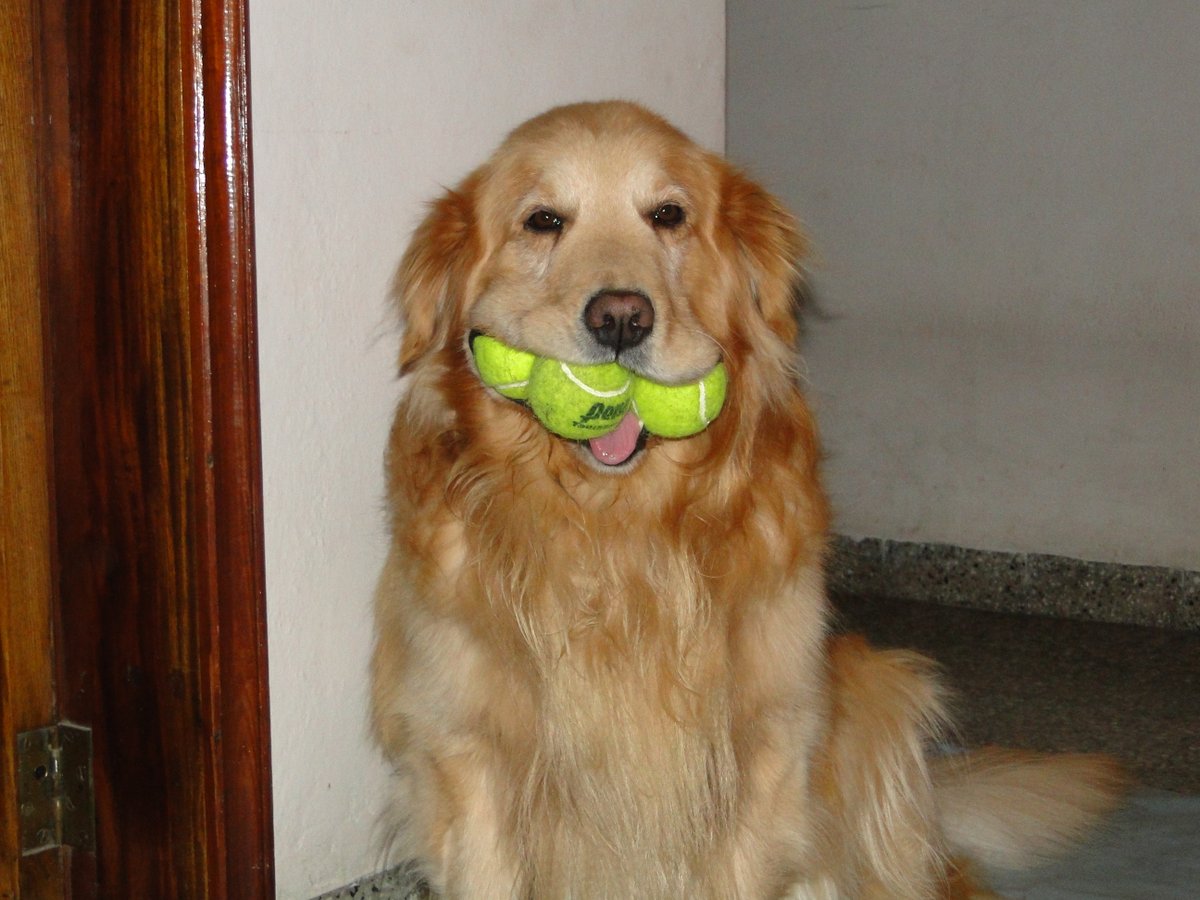 GermanZ-SP tweet media