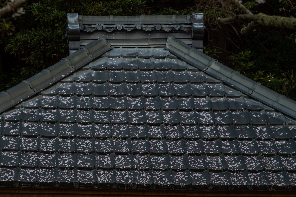 takaxuz's tweet image. 散り姿.

#桜　
#Nikon　
#Zeiss