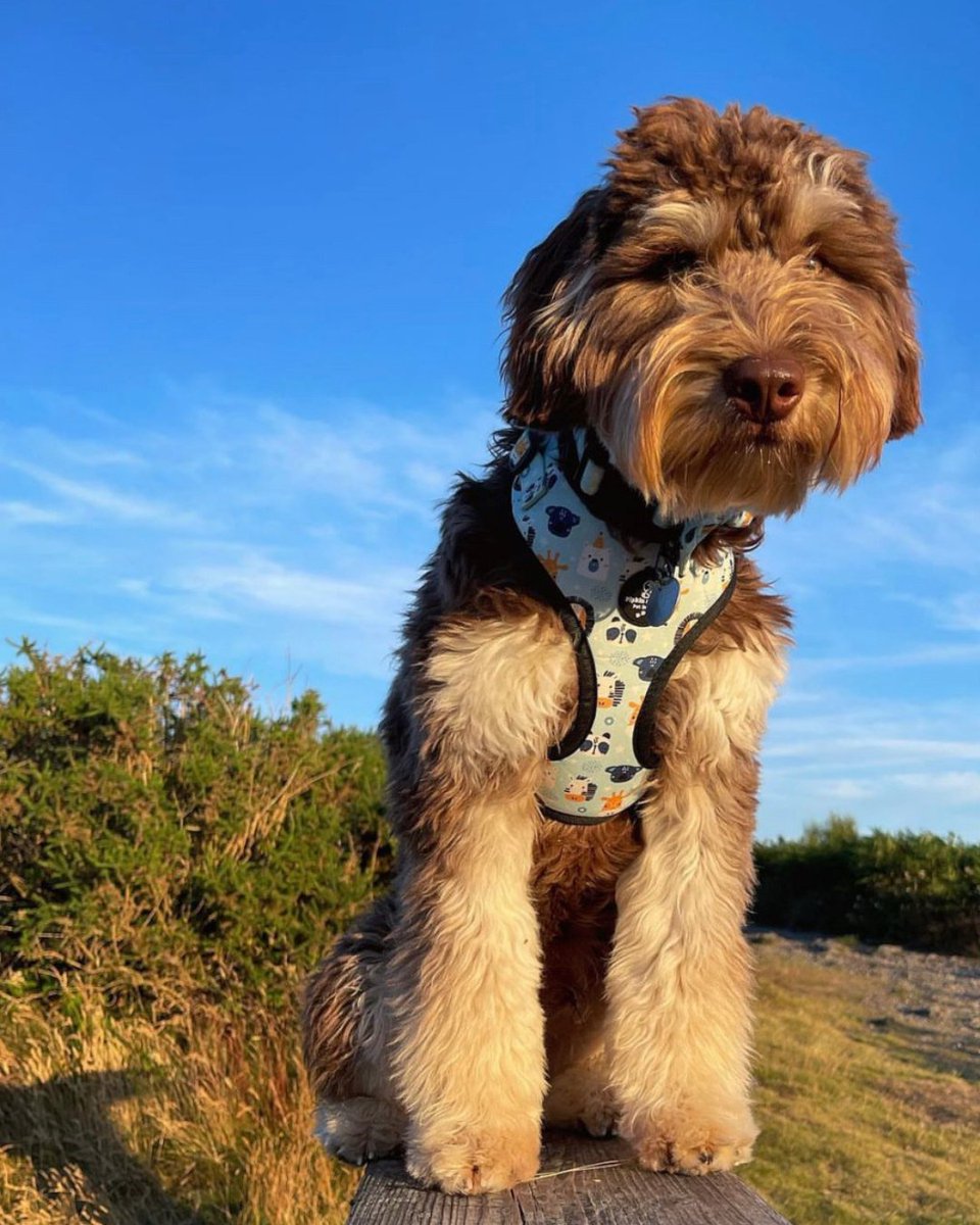 PipkinAndBella's tweet image. Dougie out in the sunshine in his Safari harness, he’s ready for park walks, fresh air and a bit of spoiling for mama, because she deserves it 💛

Also… the Safari collection is currently 70% off in the Outlet 👀

#PipkinAndBella #DogHarness #DogWalking #WeekendVibes #UKDogs