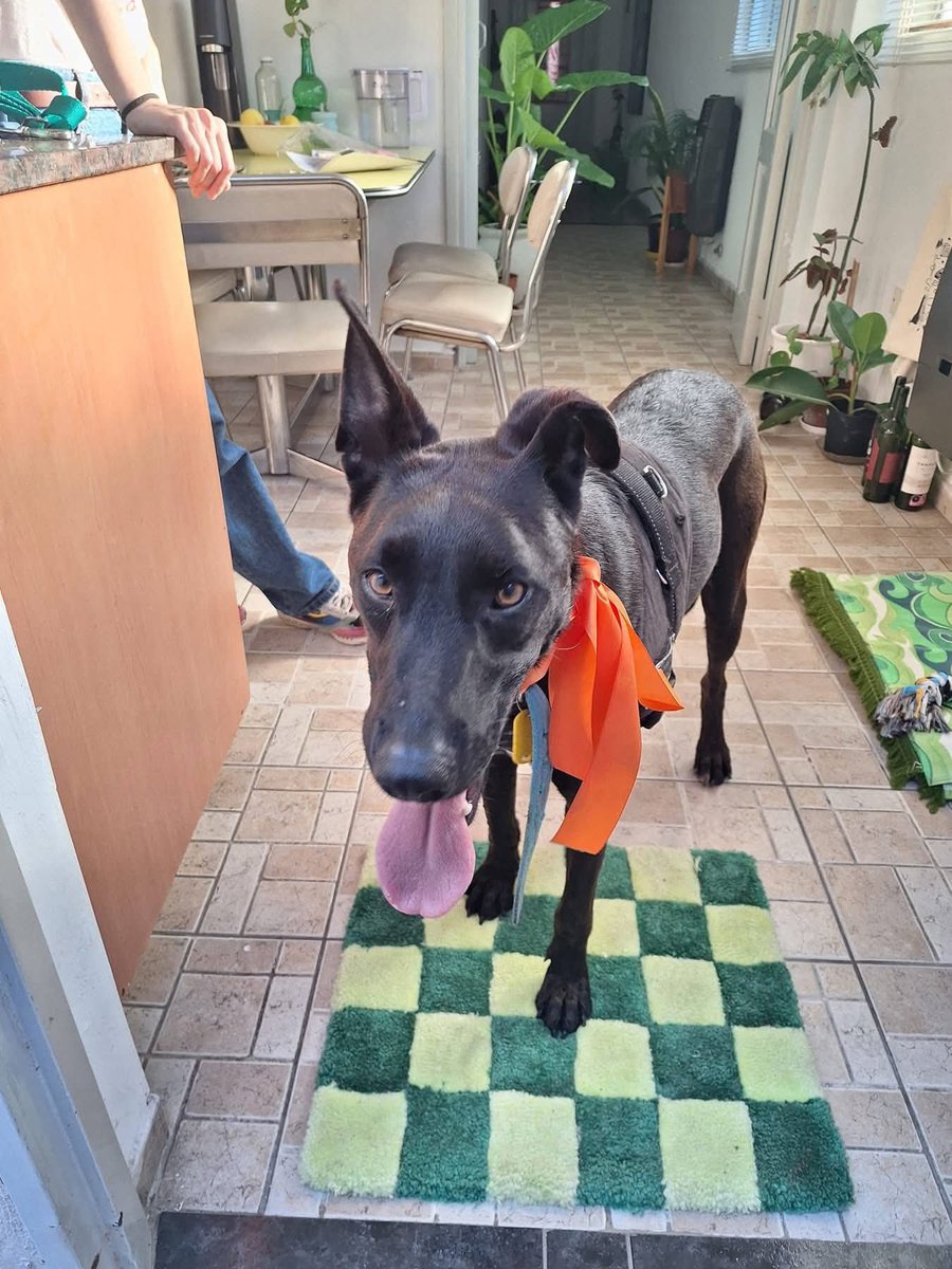 😍 ¡Vean este final feliz! 😍 ¿Se acuerdan de Zenón? Mírenlo ahora llegando a su nuevo hogar y su mamá recibiéndolo con tanto cariño. Es un sueño hecho realidad que nos llena de esperanza.

¡¡Qué sean inmensamente felices juntos!! 🥰

¡¡¡ZENÓN ADOPTAAADOOO!!! 🥳🥳🥳
👇