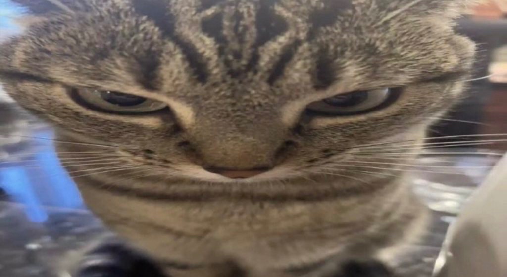 Loomian Legacy tweet media