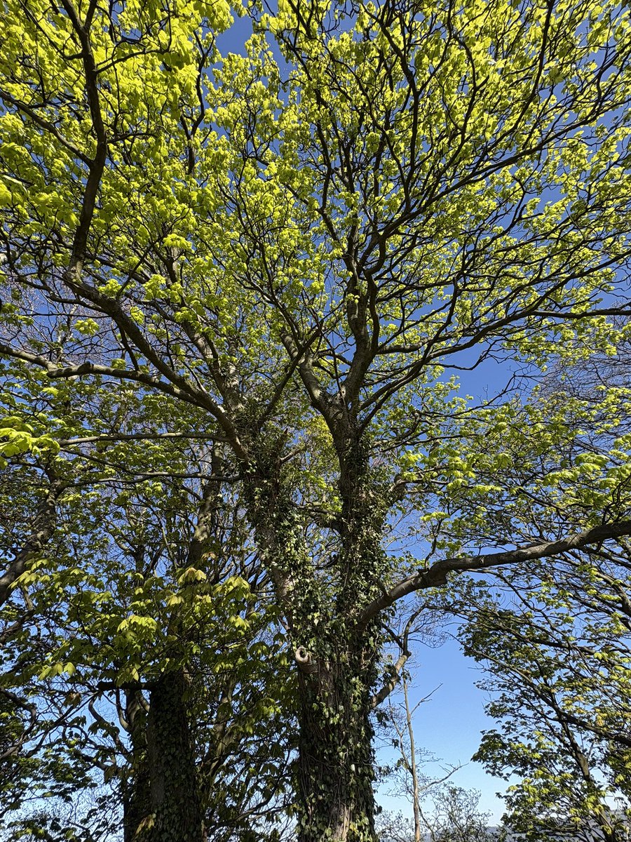 mysticmackem's tweet image. Good evening everyone. Spent most of the day fighting my latest virus, but the weather has been lovely. #trees 🦠