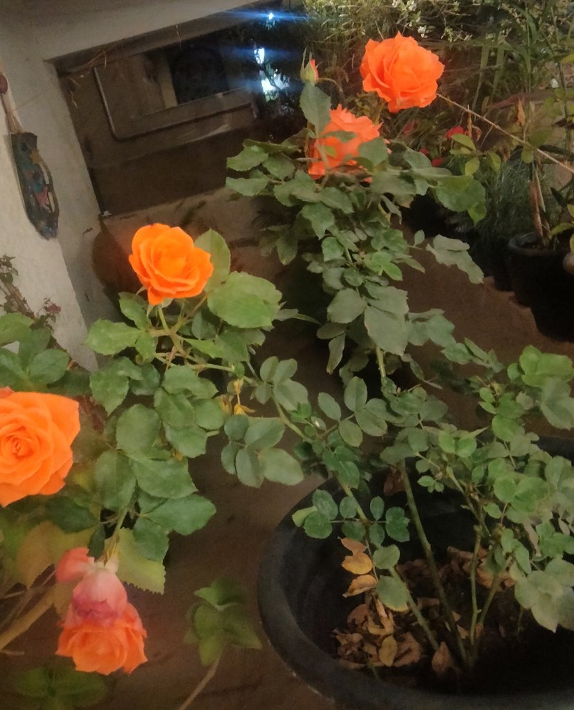 Mahmoud othman tweet media