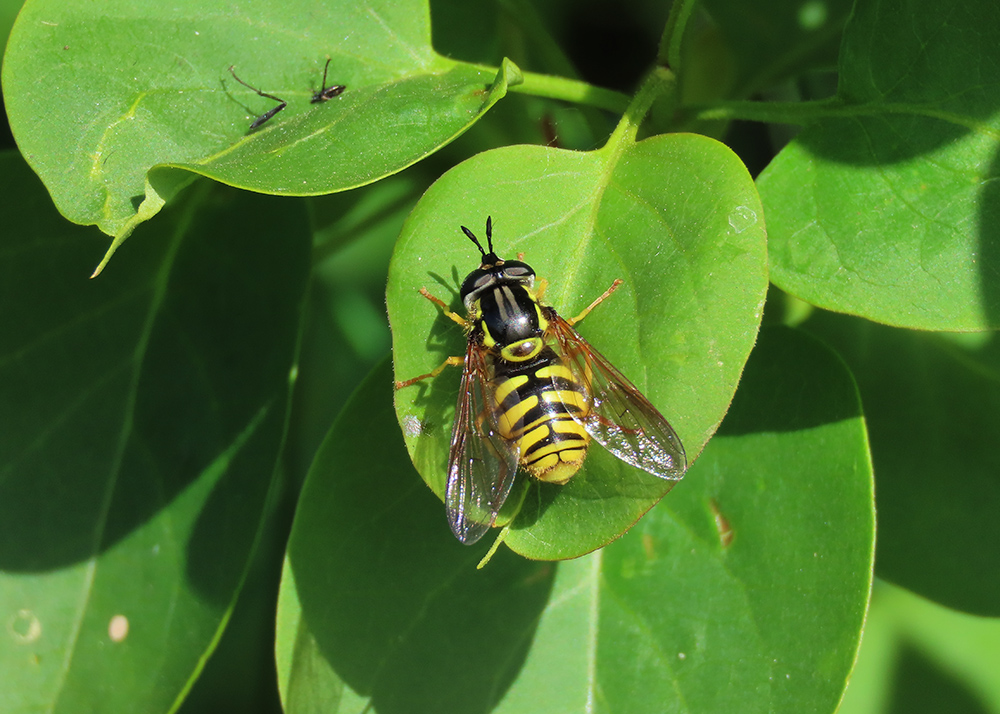 boerinhendrika's tweet image. Het lijkt een wesp, maar 't is een #zweefvlieg: een #grote_fopwesp

#insecten #insectenopdeboerderij
#boerennatuur💚
#gangbare_landbouw🍀