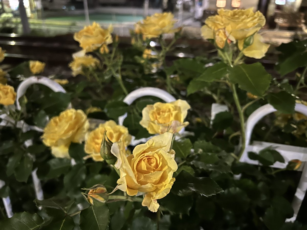 Moonflower0226's tweet image. 夜に光る🌹 #rose 

#戦争に反対するお花畑の会
#MoreFlowersNotWar