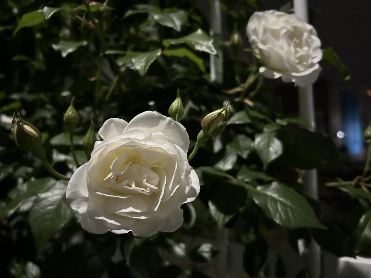 Moonflower0226's tweet image. 夜に光る🌹 #rose 

#戦争に反対するお花畑の会
#MoreFlowersNotWar