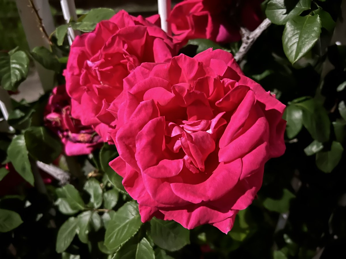 Moonflower0226's tweet image. 夜に光る🌹 #rose 

#戦争に反対するお花畑の会
#MoreFlowersNotWar