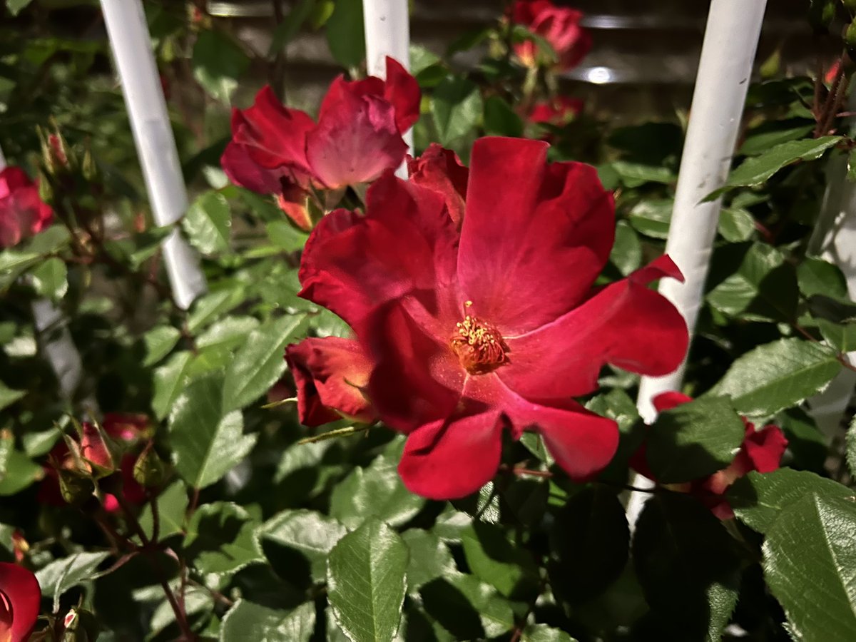 Moonflower0226's tweet image. 夜に光る🌹 #rose 

#戦争に反対するお花畑の会
#MoreFlowersNotWar