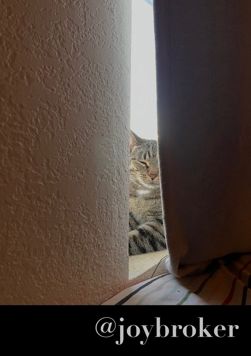 joybroker's tweet image. which came first 
the sunlight or the feline?

#vss365 #cats