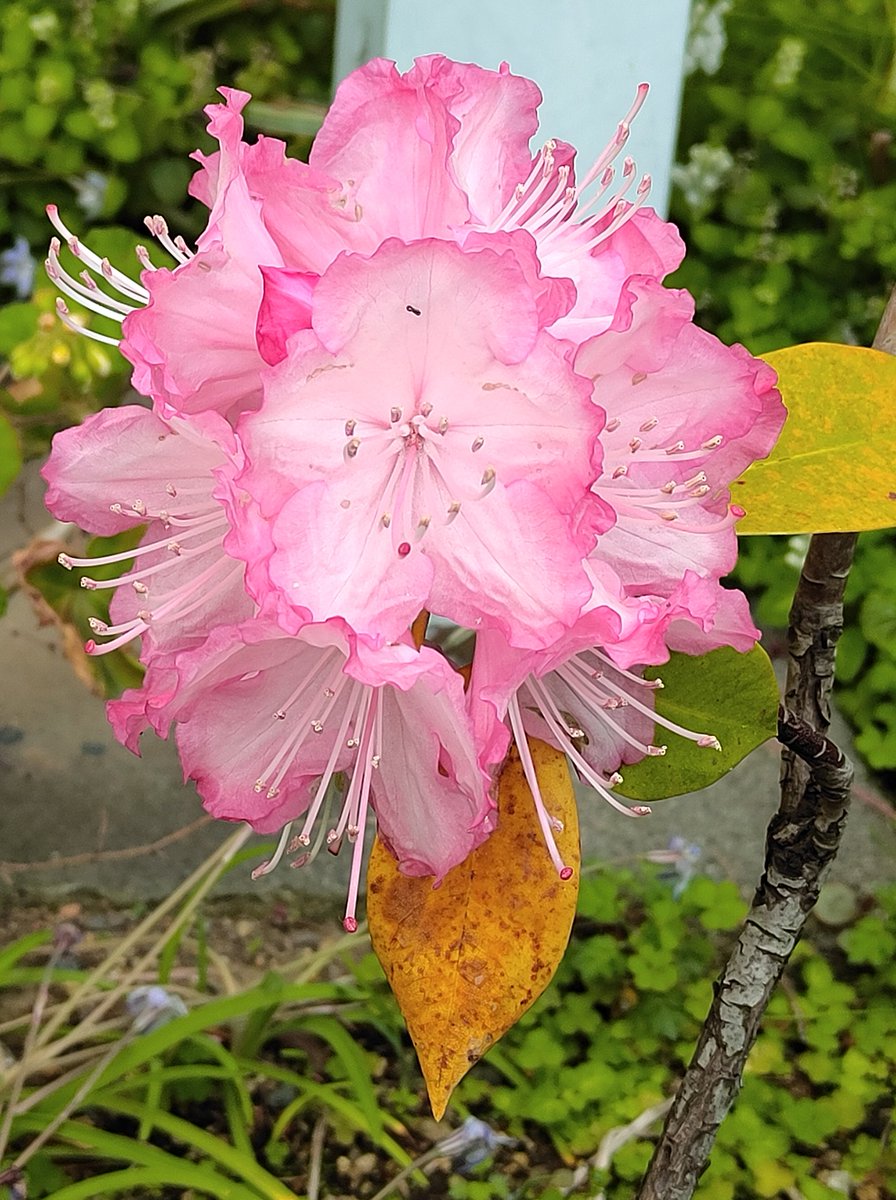 ちり🍀🌱🌱✨🌼 tweet media