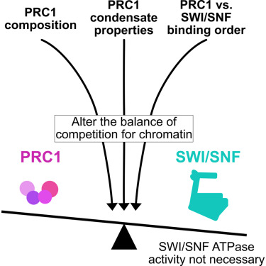 MolecularCell's tweet photo. Online Now: Mutual antagonism between PRC1 condensates and SWI/SNF in chromatin regulation https://t.co/lQRi5kmQQ8 https://t.co/fkx6U0HIir