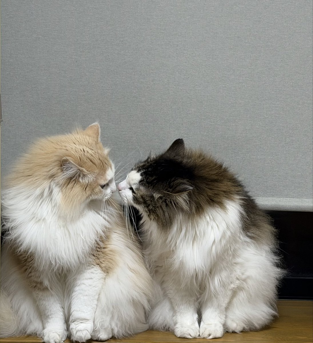 くろみ tweet media