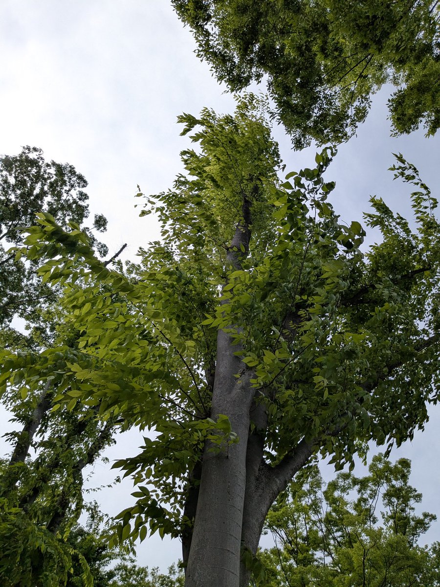 tulip2300 tweet media